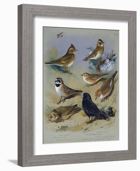 Larks-Archibald Thorburn-Framed Giclee Print