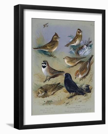 Larks-Archibald Thorburn-Framed Giclee Print