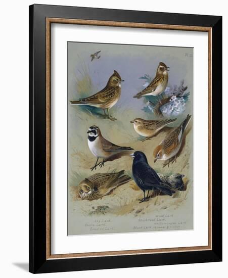 Larks-Archibald Thorburn-Framed Giclee Print