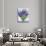 Larkspur and Delphiniums-Christopher Ryland-Premium Giclee Print displayed on a wall