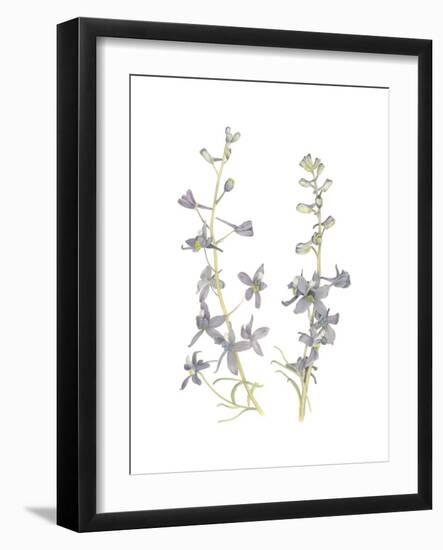 Larkspur-Stacy Hsu-Framed Art Print