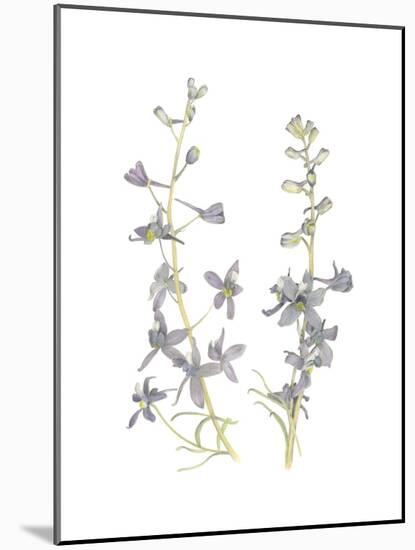 Larkspur-Stacy Hsu-Mounted Art Print