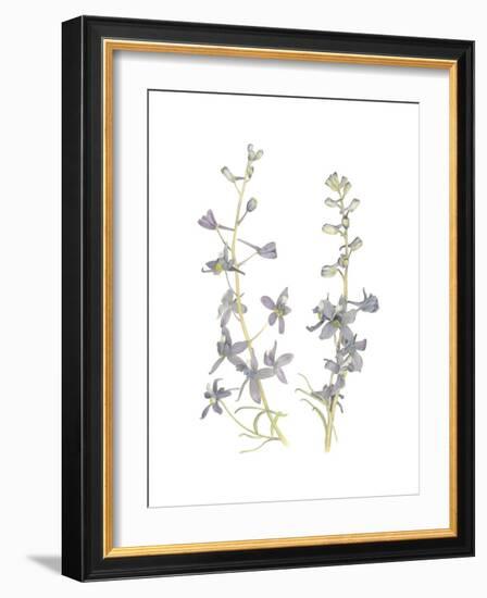 Larkspur-Stacy Hsu-Framed Art Print