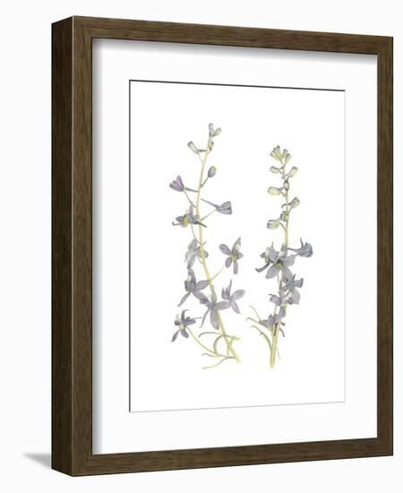 Larkspur-Stacy Hsu-Framed Premium Giclee Print