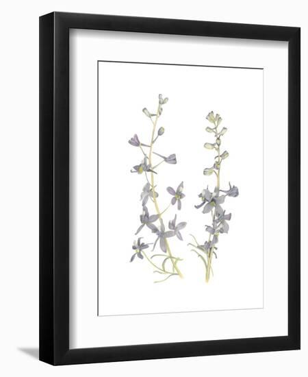 Larkspur-Stacy Hsu-Framed Premium Giclee Print