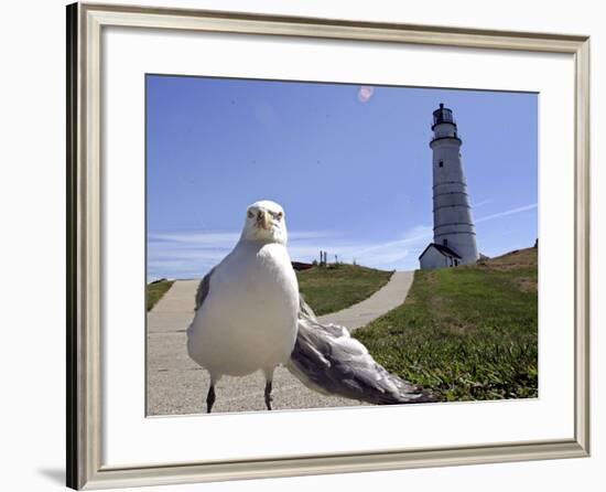 Larry, a Seagull-null-Framed Photographic Print