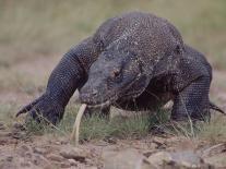 Monitor Lizard, Called the "Komodo Dragon", on the Island of Flores-Larry Burrows-Photographic Print