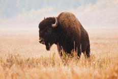 American Bison, Teton National Park, Wyoming-Larry Ditto-Art Print