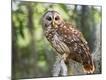 Premium Photographic Print