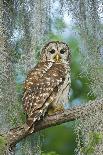 Barred Owl (Strix Varia) in Bald Cypress Forest on Caddo Lake, Texas, USA-Larry Ditto-Photographic Print