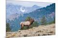 Premium Photographic Print