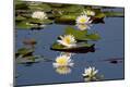 Photographic Print