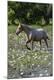 Premium Photographic Print