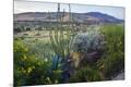 Photographic Print