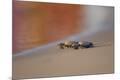 Premium Photographic Print