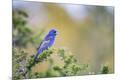 Premium Photographic Print