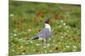 Premium Photographic Print