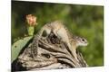 Premium Photographic Print