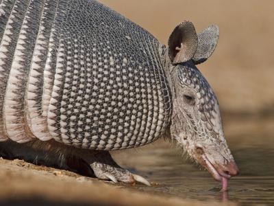 Nine-Banded Armadillo, Texas, USA' Photographic Print