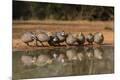 Premium Photographic Print