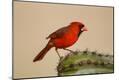 Premium Photographic Print