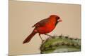 Premium Photographic Print
