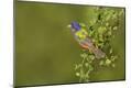 Premium Photographic Print