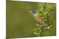 Premium Photographic Print
