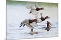 Premium Photographic Print