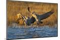 Premium Photographic Print