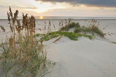 Sea Oats on Gulf of Mexico at South Padre Island, Texas, USA-Larry Ditto-Photographic Print