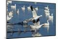 Premium Photographic Print