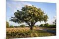 Photographic Print