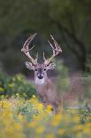 White-tailed Deer buck in early autumn wildflowers-Larry Ditto-Photographic Print