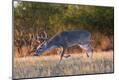 Premium Photographic Print