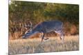 Premium Photographic Print