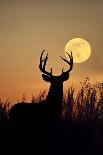 White-Tailed Deer (Odocoileus Virginianus) at Harvest Moon, Texas, USA-Larry Ditto-Photographic Print