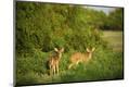 Photographic Print