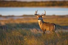 White-Tailed Deer (Odocoileus Virginianus) at Harvest Moon, Texas, USA-Larry Ditto-Photographic Print