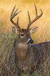 White-Tailed Deer (Odocoileus Virginianus) at Harvest Moon, Texas, USA-Larry Ditto-Photographic Print