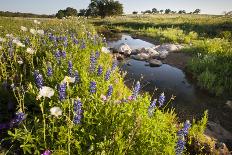 Wildflowers by Hill Country Stream, Texas, USA-Larry Ditto-Photographic Print