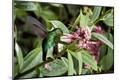 Photographic Print