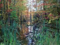 Autumn Scene in Woodland with Stream, Wisconsin, USA-Larry Michael-Photographic Print
