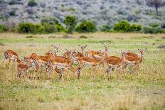 Buck impala on the Masai Mara, Kenya-Larry Richardson-Framed Photographic Print