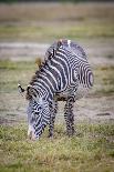 A herd if impala in the Masai Mara, Kenya, Africa.-Larry Richardson-Mounted Photographic Print