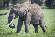 Elephants on the Masai Mara.-Larry Richardson-Photographic Print