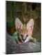 Photographic Print