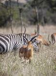 Buck impala on the Masai Mara, Kenya-Larry Richardson-Photographic Print