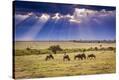 Stretched Canvas Print