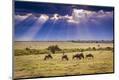 Photographic Print